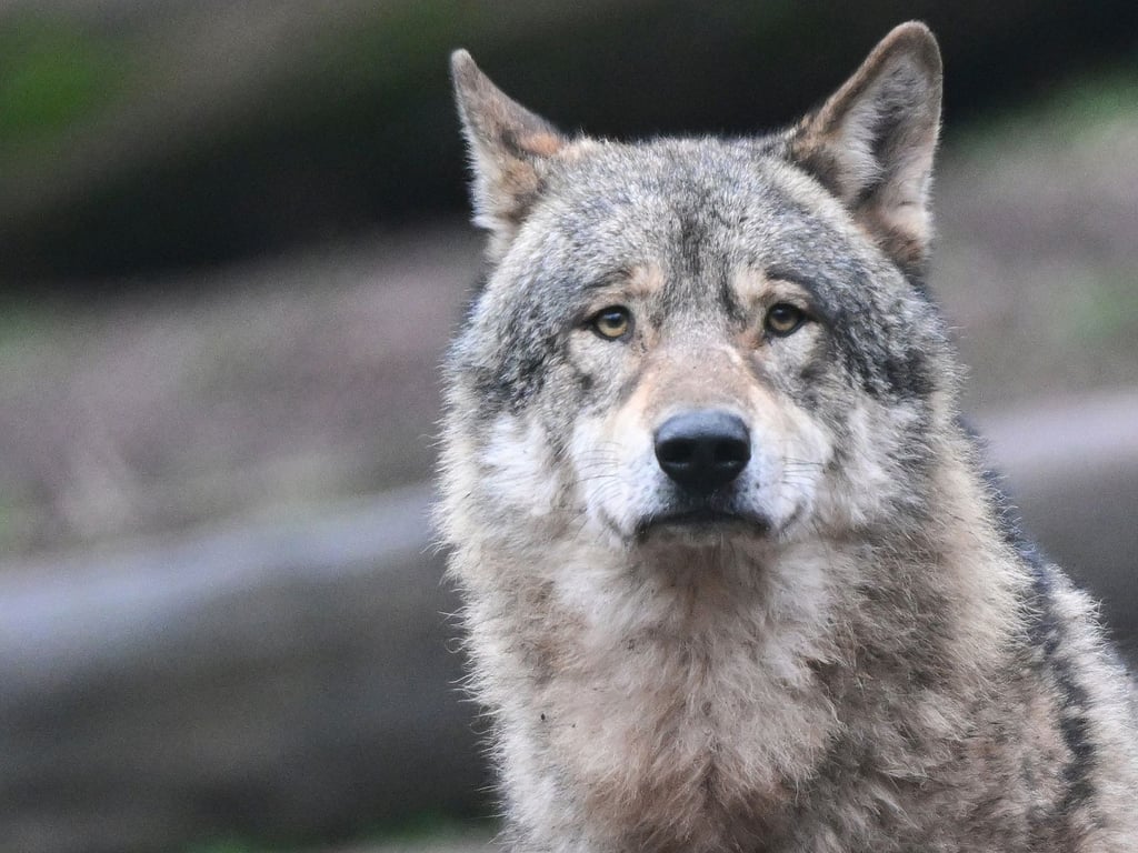 CDU, FDP und AfD fordern Jagd auf Wolf – und scheitern