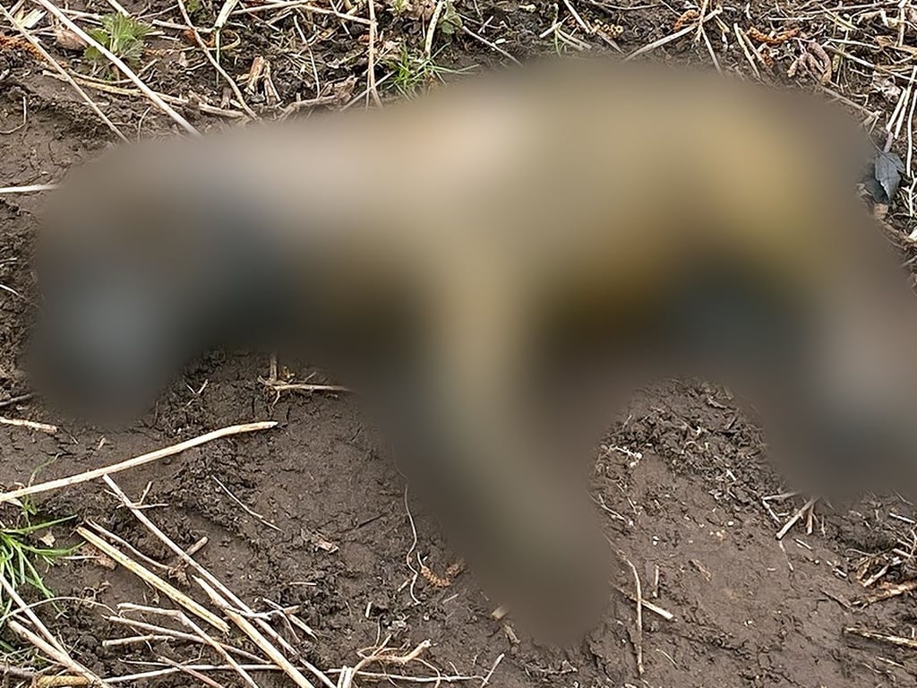 Jäger finden ertränkten Hund in Teich bei Stralsund