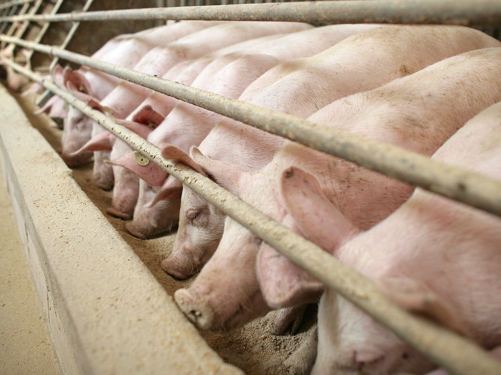 Einbrecher bedienen sich in Schweinemastanlage in Gnoien