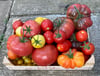 Paradiesische Paradeiser: Jetzt Tomaten säen