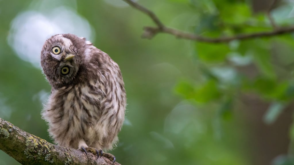 Der Steinkauz ist nur ein Hingucker bei den Naturfototagen