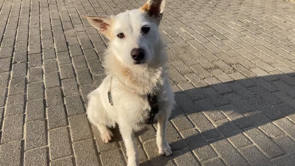 Gemeinde bei Demmin verzichtet auf die Hundesteuer