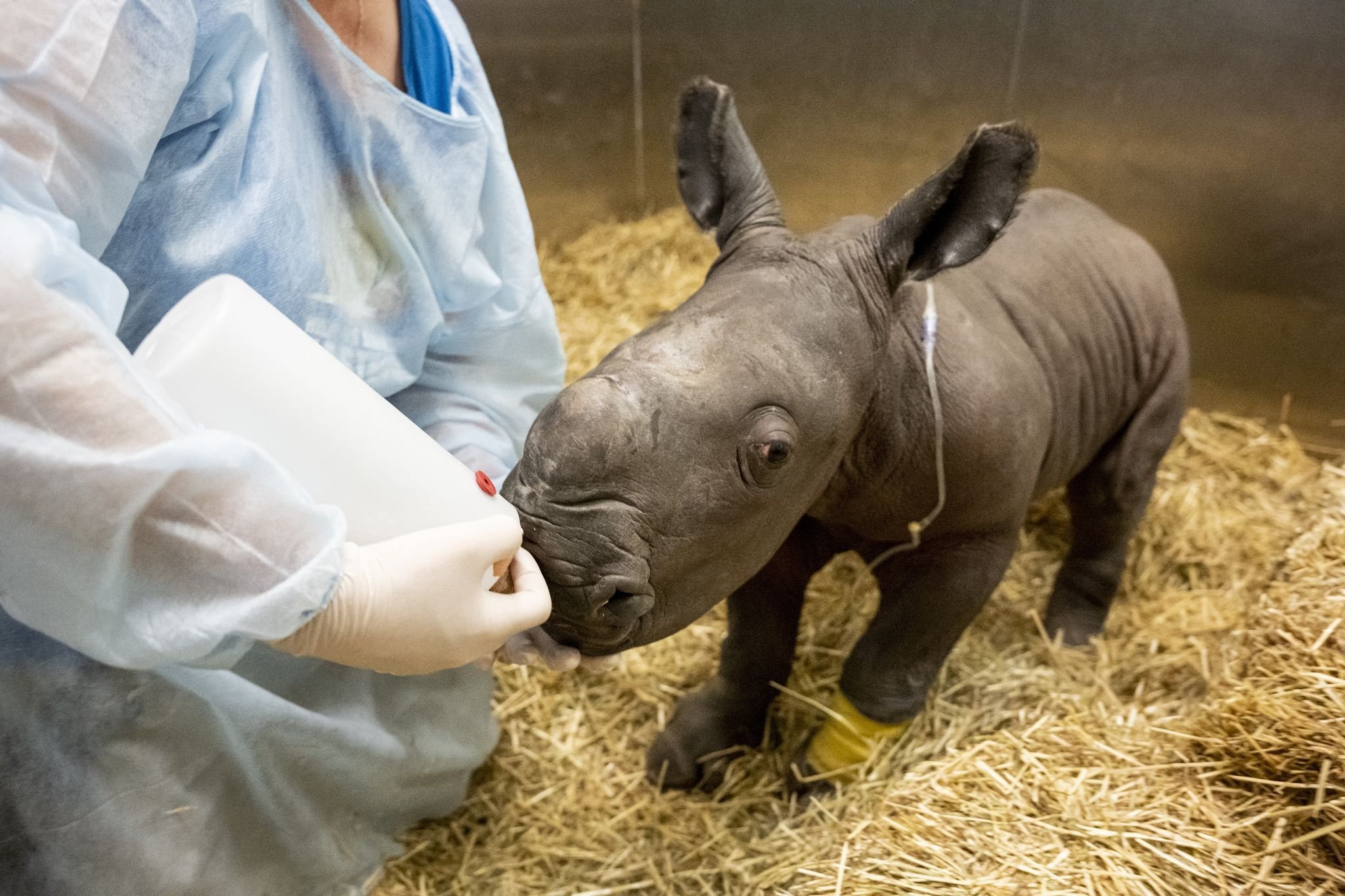 Zoo in Australien trauert: Seltenes Nashorn–Baby gestorben