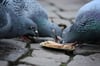Tauben werden in Möhringen zum Problem