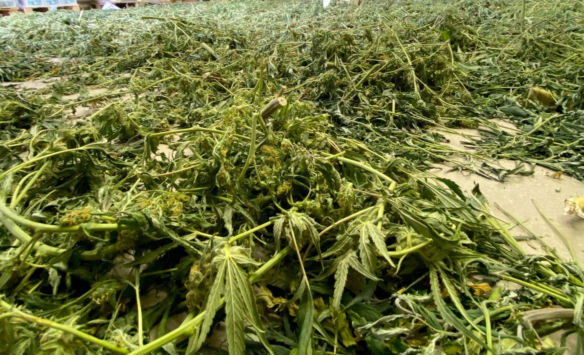 Cannabis–Gesetz lässt auf sich warten — Vorschlag „in Kürze“