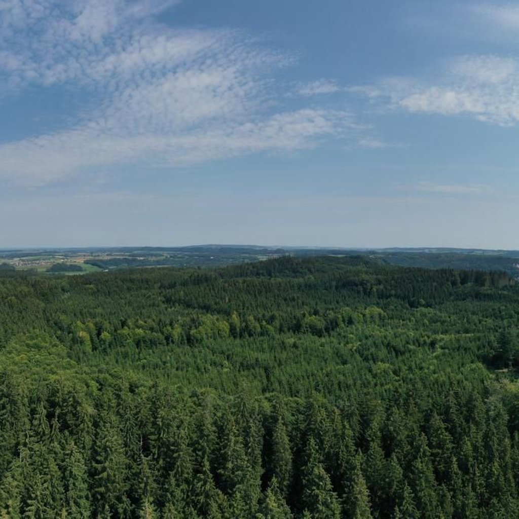 Naturschutzverbände fordern weniger Windräder im Altdorfer Wald