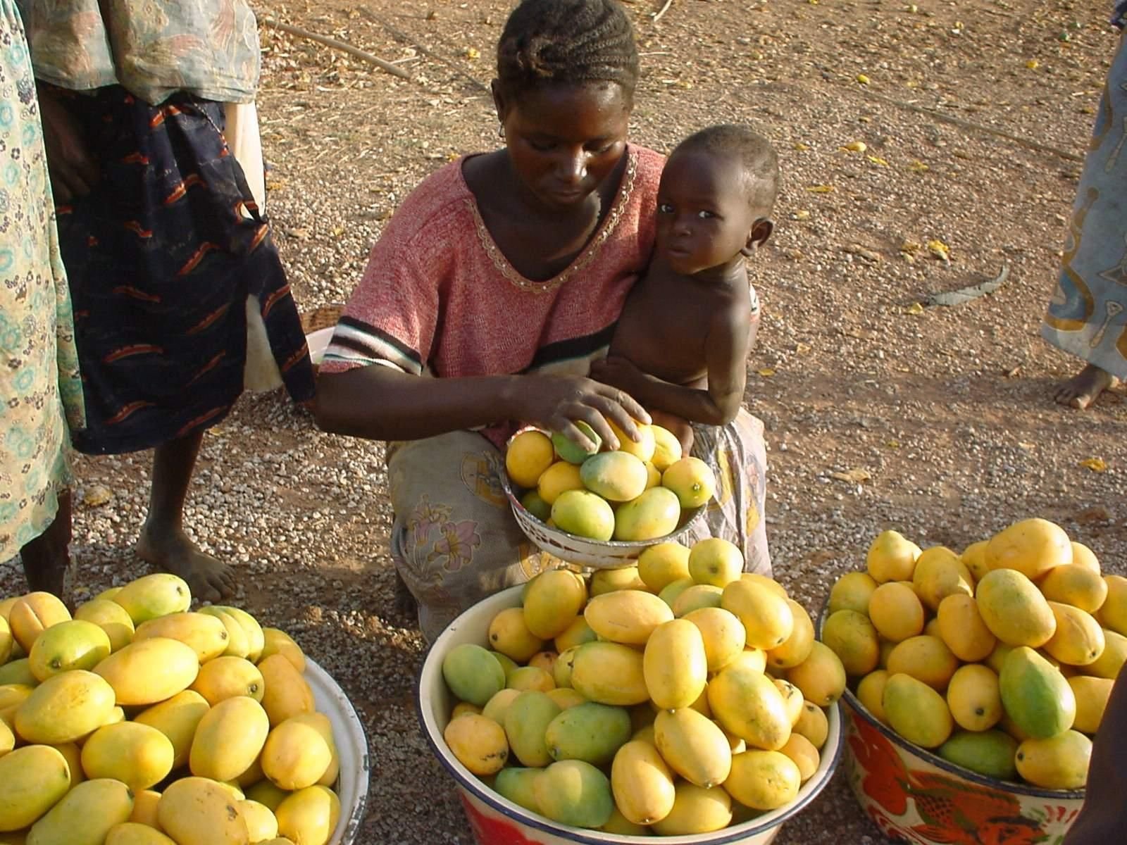 Mangos aus Burkina Faso kommen Ende April