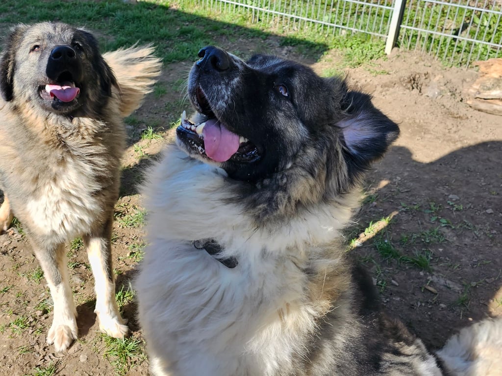 Wer gibt Alice und Simba endlich ein neues Zuhause?