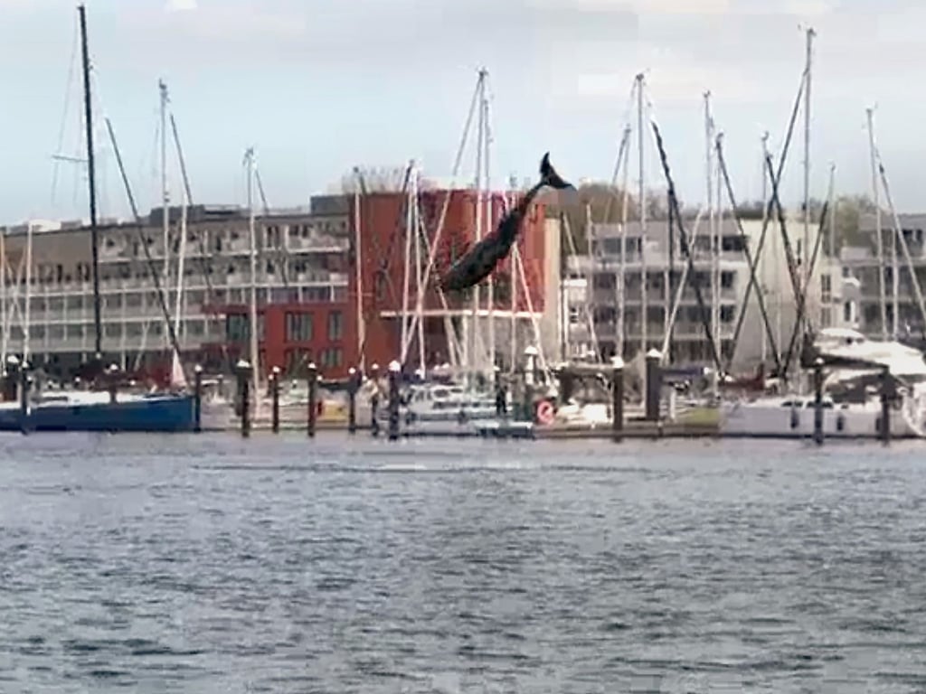 Delfin begeistert Ostsee-Touristen mit Kunstsprüngen