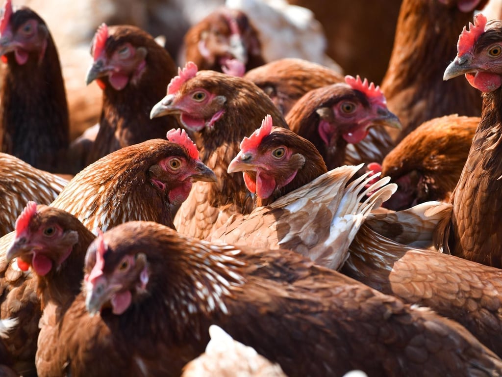 4300 Hühner wegen Geflügelpest auf Usedom gekeult