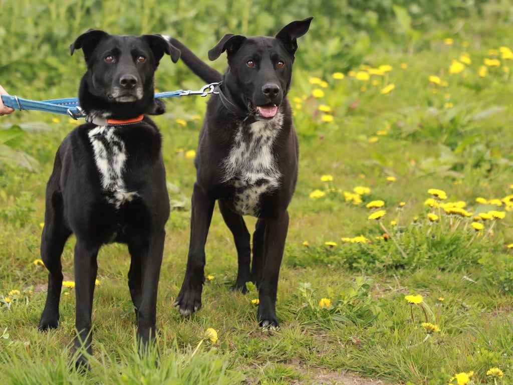 Sportliche Familie gesucht für zwei Hunde namens Tysen und Coco