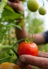Gartenexperte gibt Tipps für den Gemüseanbau