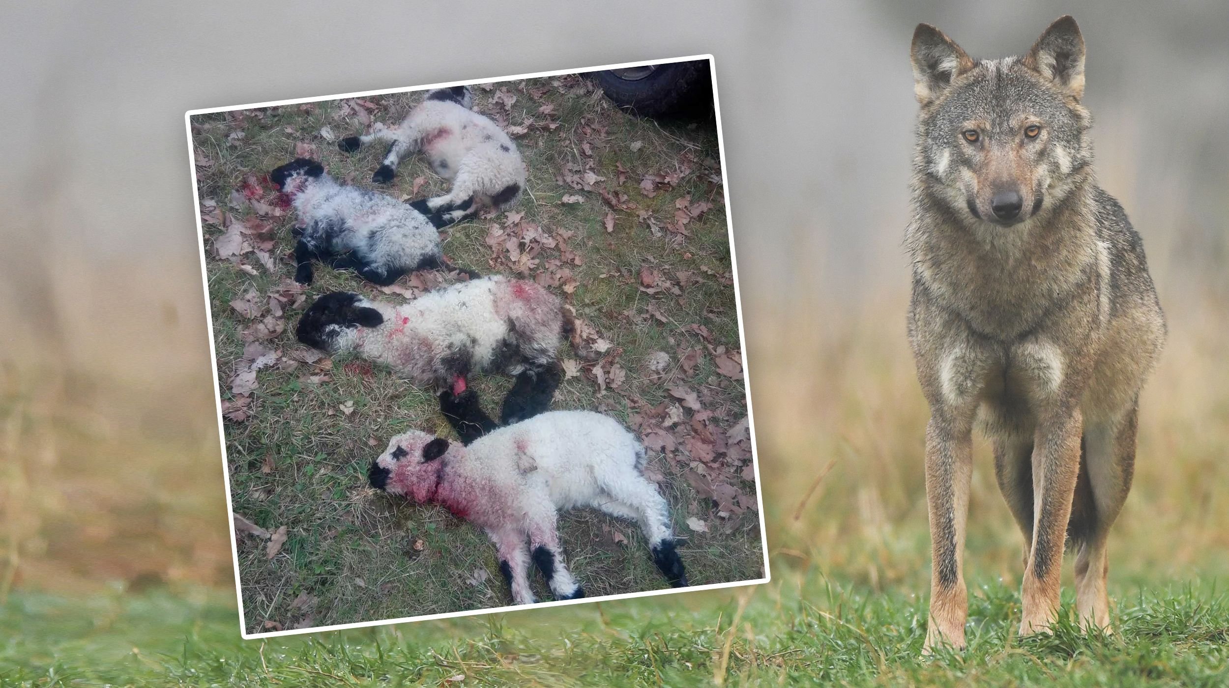 Wolf tötet Schafe neben einer Kita bei Neubrandenburg Wolf tötet Schafe neben einer Kita bei Neubrandenburg