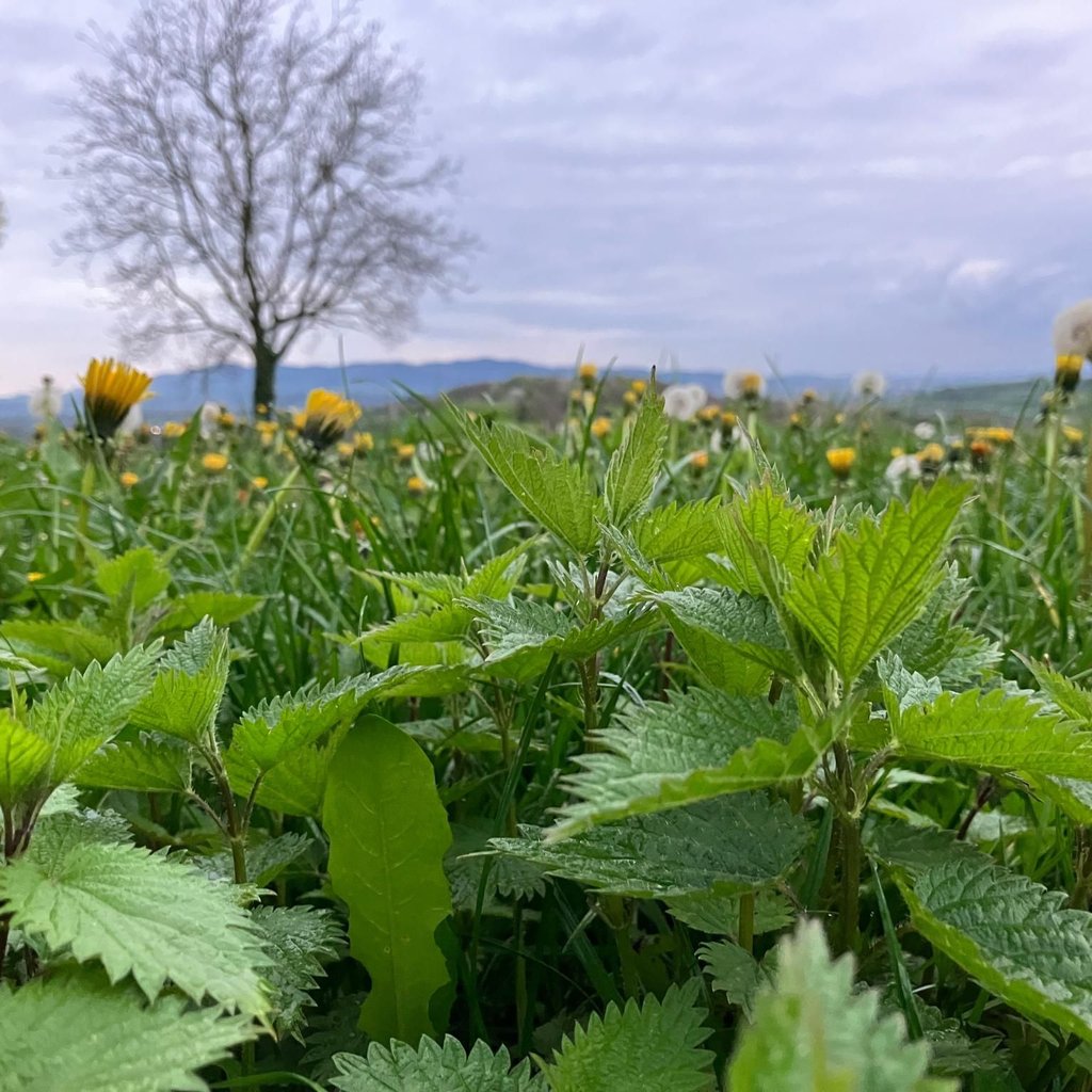 Bock auf Brennessel: Welche Kräuter die Natur uns bietet