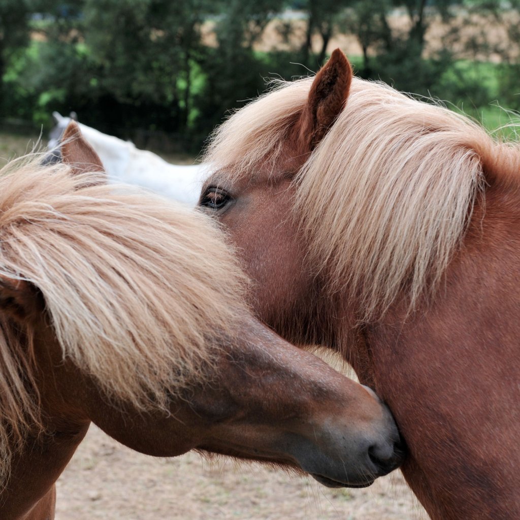 Pferd mit Stichverletzungen tot auf Weide gefunden
