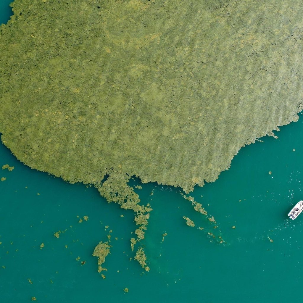 Was hilft gegen die Algenplage am Bodensee?