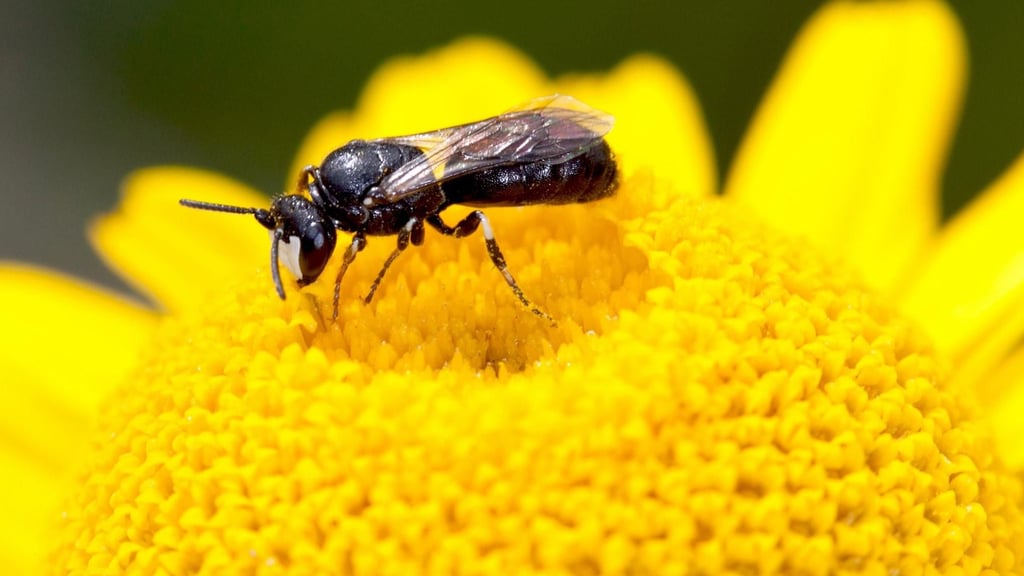 Maßnahmen fruchten: Am Bodensee summen wieder mehr Wildbienen herum