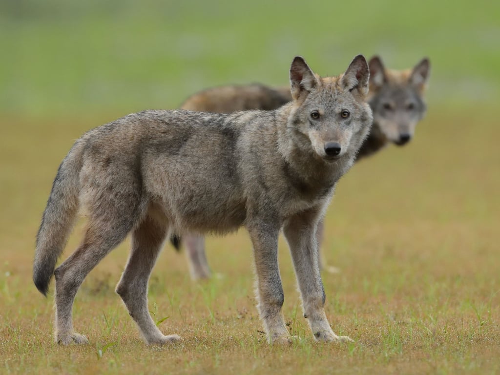 Weidetierhalter fordern Tötung ganzer Wolfsrudel