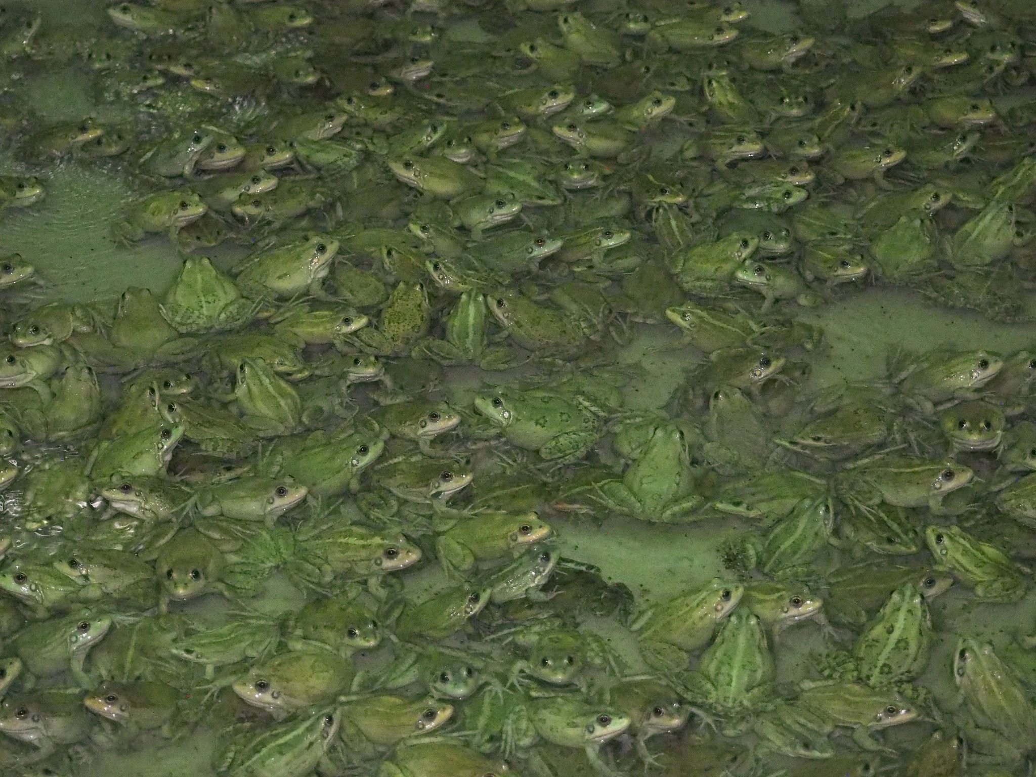 Image with id: XHJjGFvqL6WQ