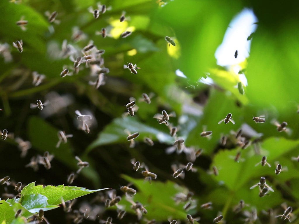 Bienenschwarm sorgt für Unruhe in Kleingartenanlage