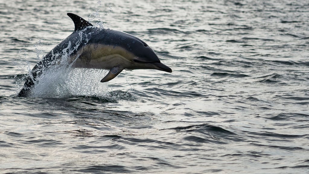 ▶ Delfin tollt vor Augen einer Familie durch Warnemünder Hafen