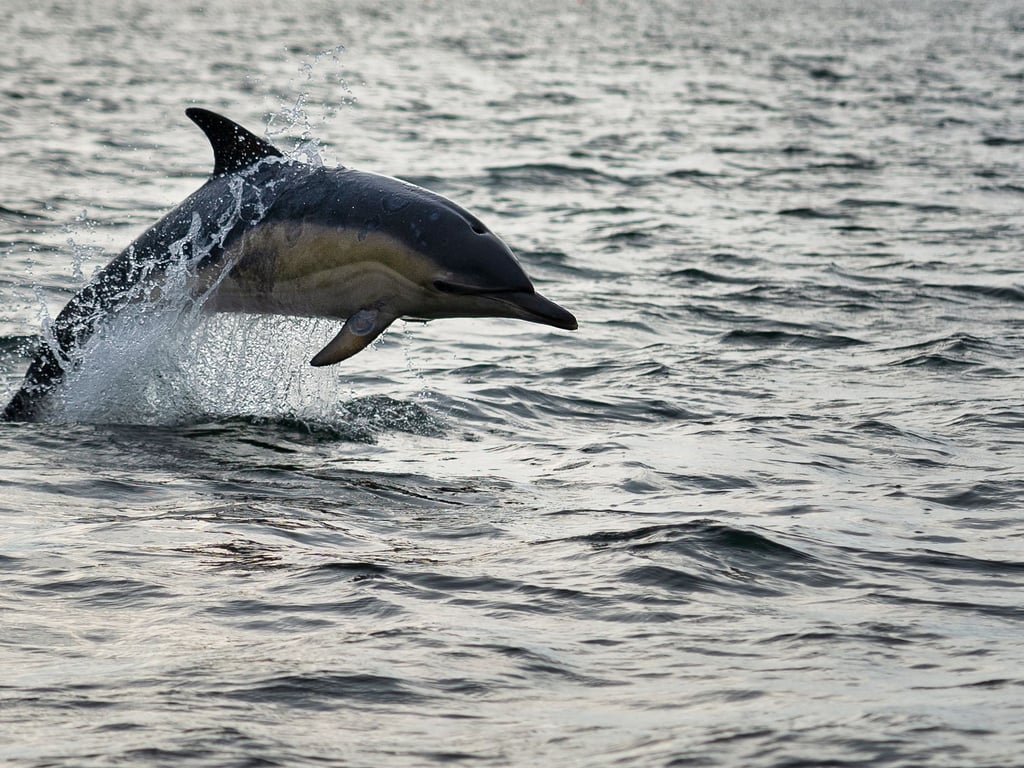 ▶ Delfin tollt vor Augen einer Familie durch Warnemünder Hafen