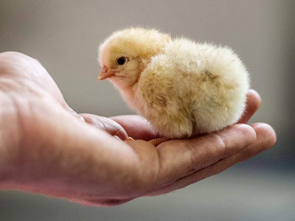 Verursacht das Töten von Embyonen im Ei Tierleid?