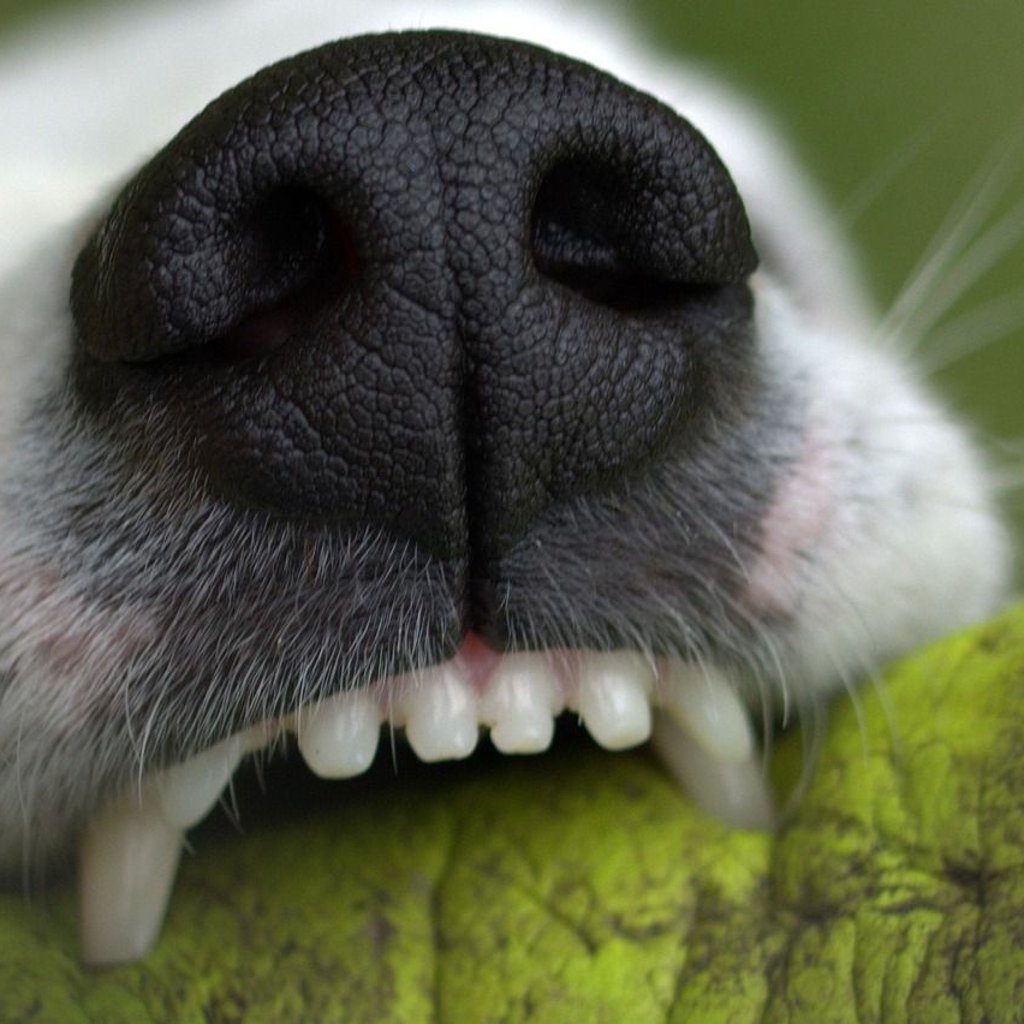 Hund beißt Frau ins Bein - Halterin geht weiter