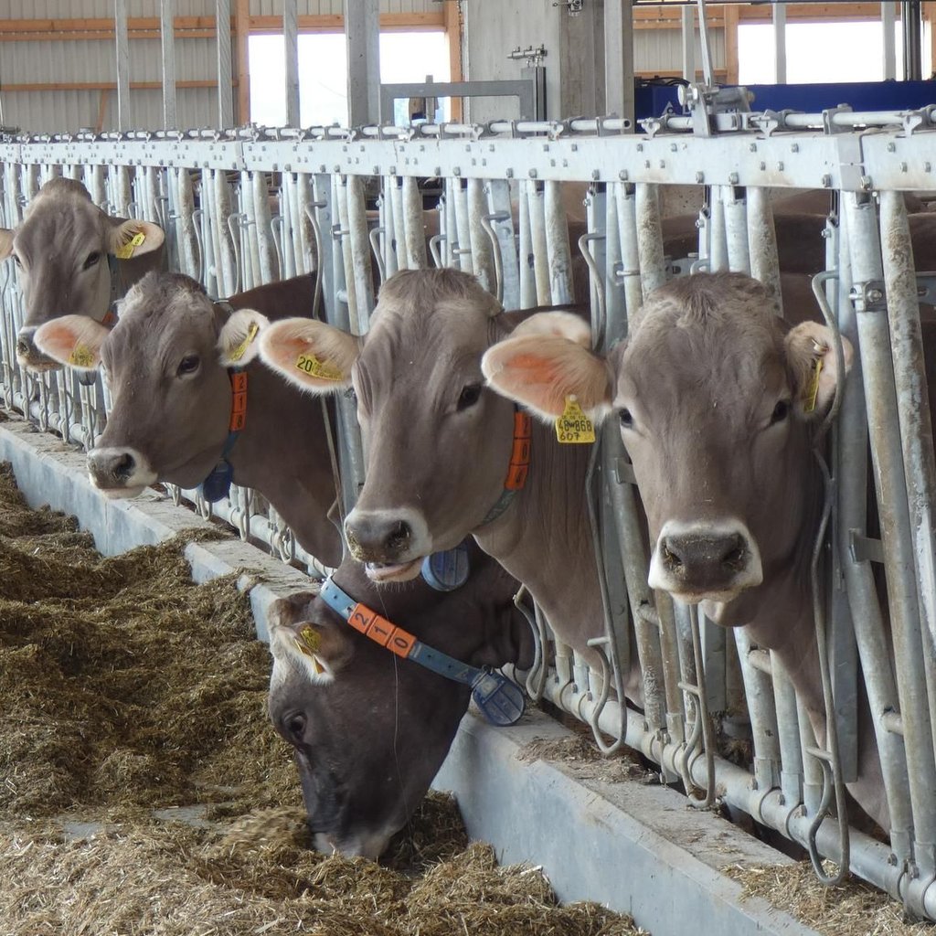 Bauernverband warnt: „Im Süden werden wir dauerhaft Milch verlieren“