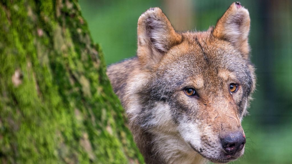 Ministerium bestätigt möglichen Fund eines toten Wolfs im Alb-Donau-Kreis