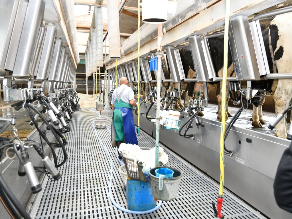 Südvorpommerns Bauern beklagen sinkende Milchpreise