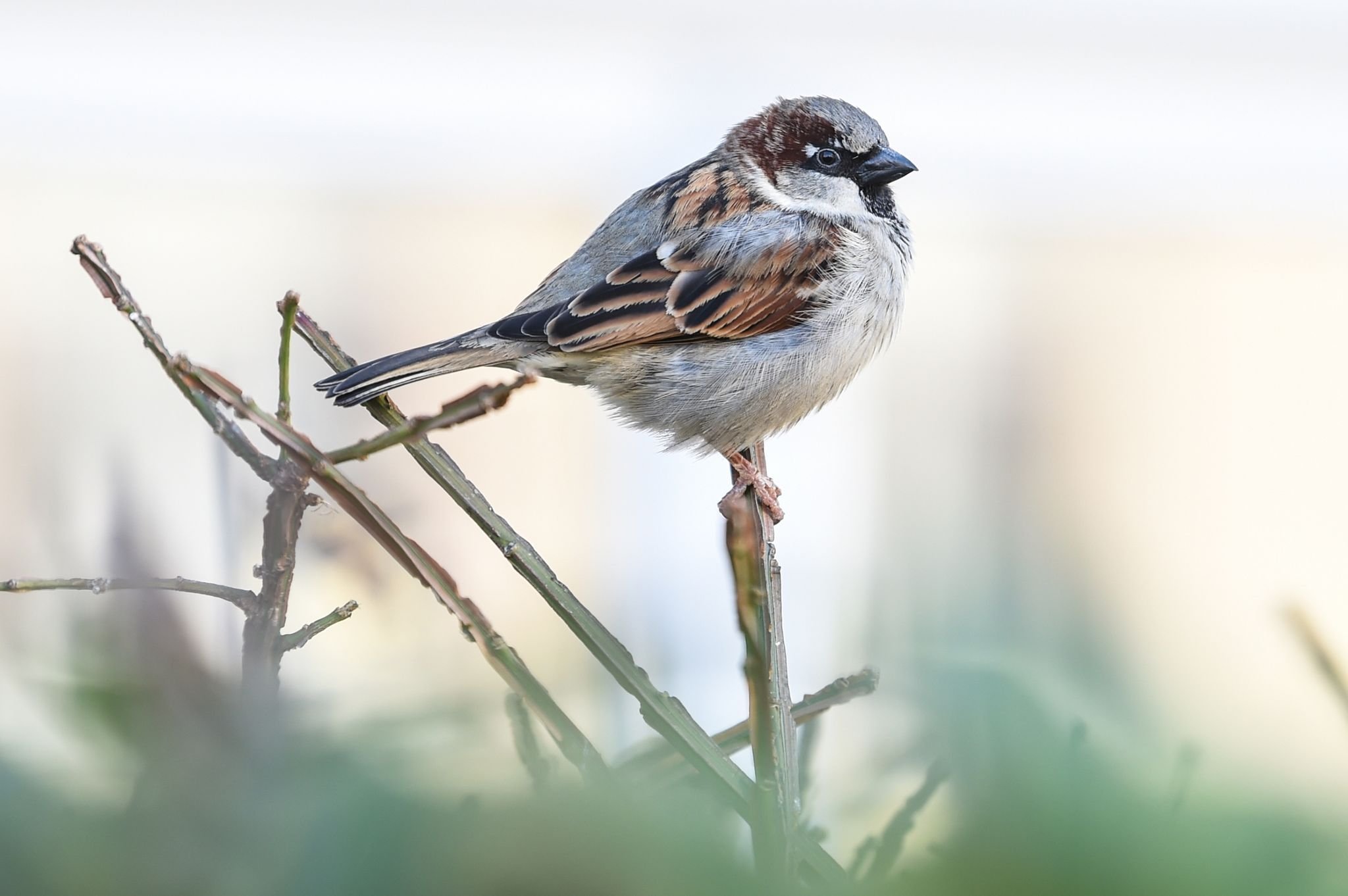 Wohnungsnot auch bei Vögeln: Weniger Gartenvögel gezählt