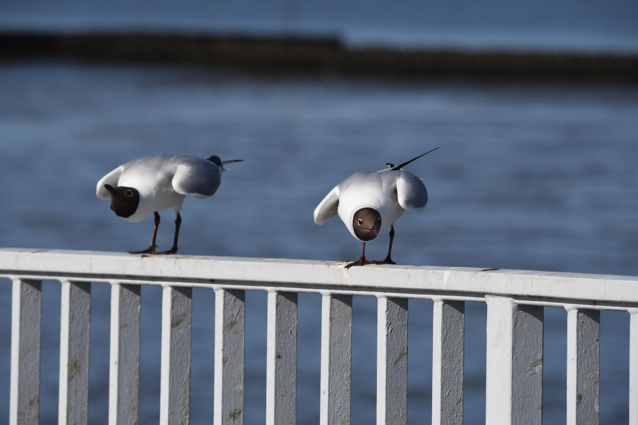 Erneut Usedom: Vogelgrippe bei toten Lachmöwen nachgewiesen