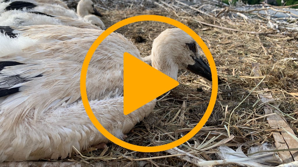 Im Video: So werden Weißstorchjunge in Ellwangen beringt