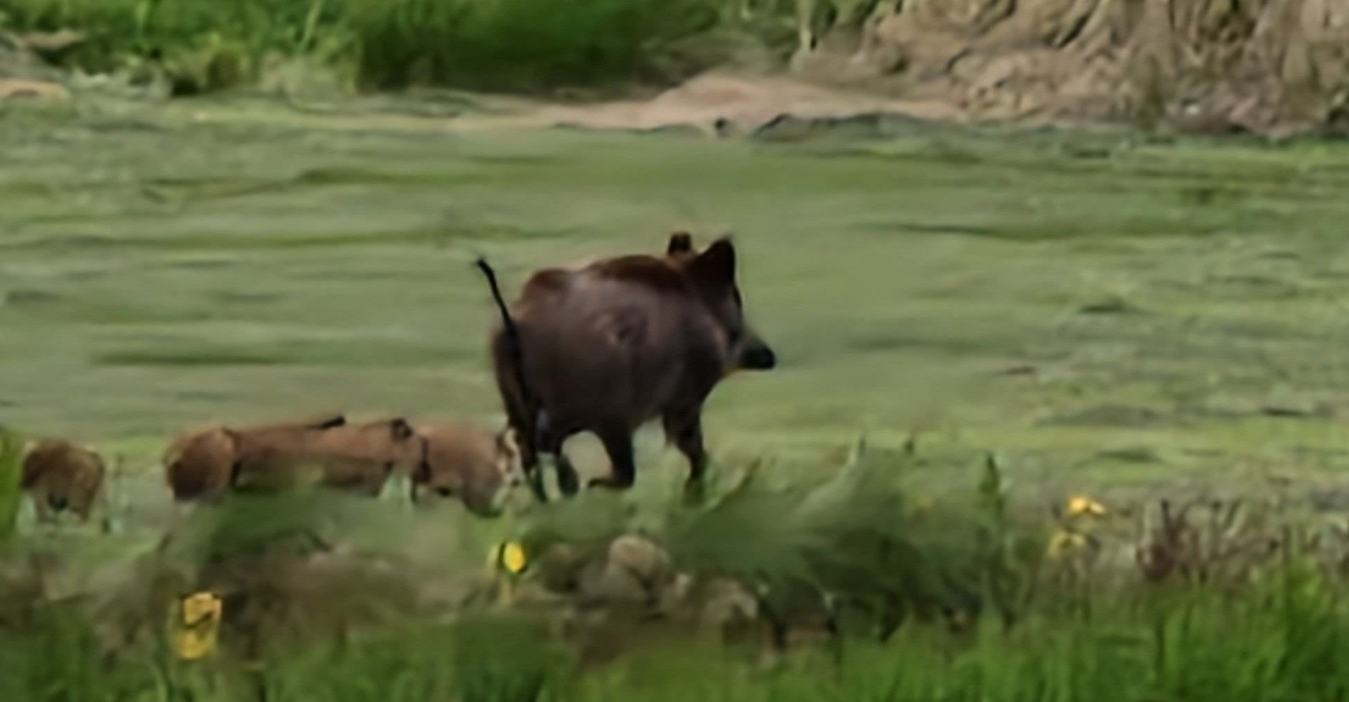 Was ist, wenn eine Bache mit Frischlingen den Weg kreuzt?