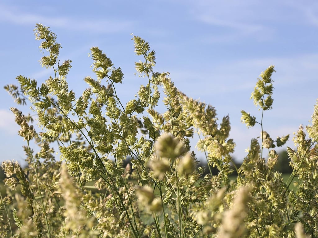 Pollen–Expertin: „Allergiefreie Zeit wird deutlich reduziert.“