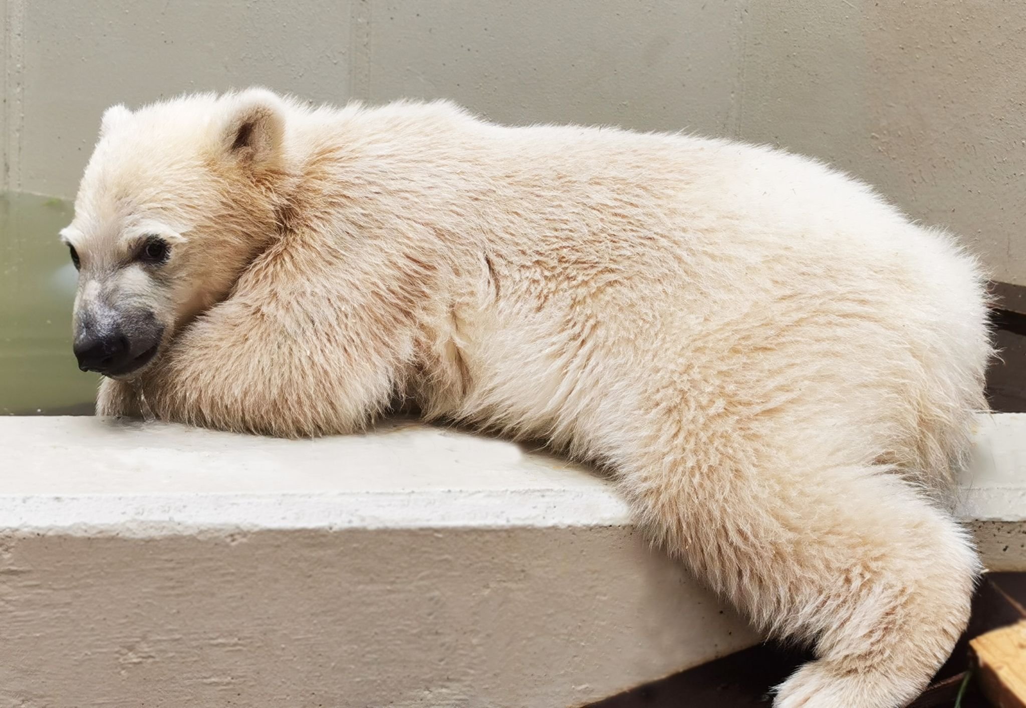 Hagenbecks Eisbärenbaby zum ersten Mal auf Tauchgang