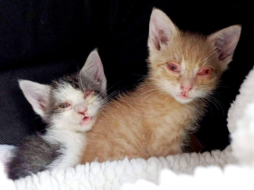 Kastration statt Katzenleid: Tierschützer fordern Katzenschutzverordnung