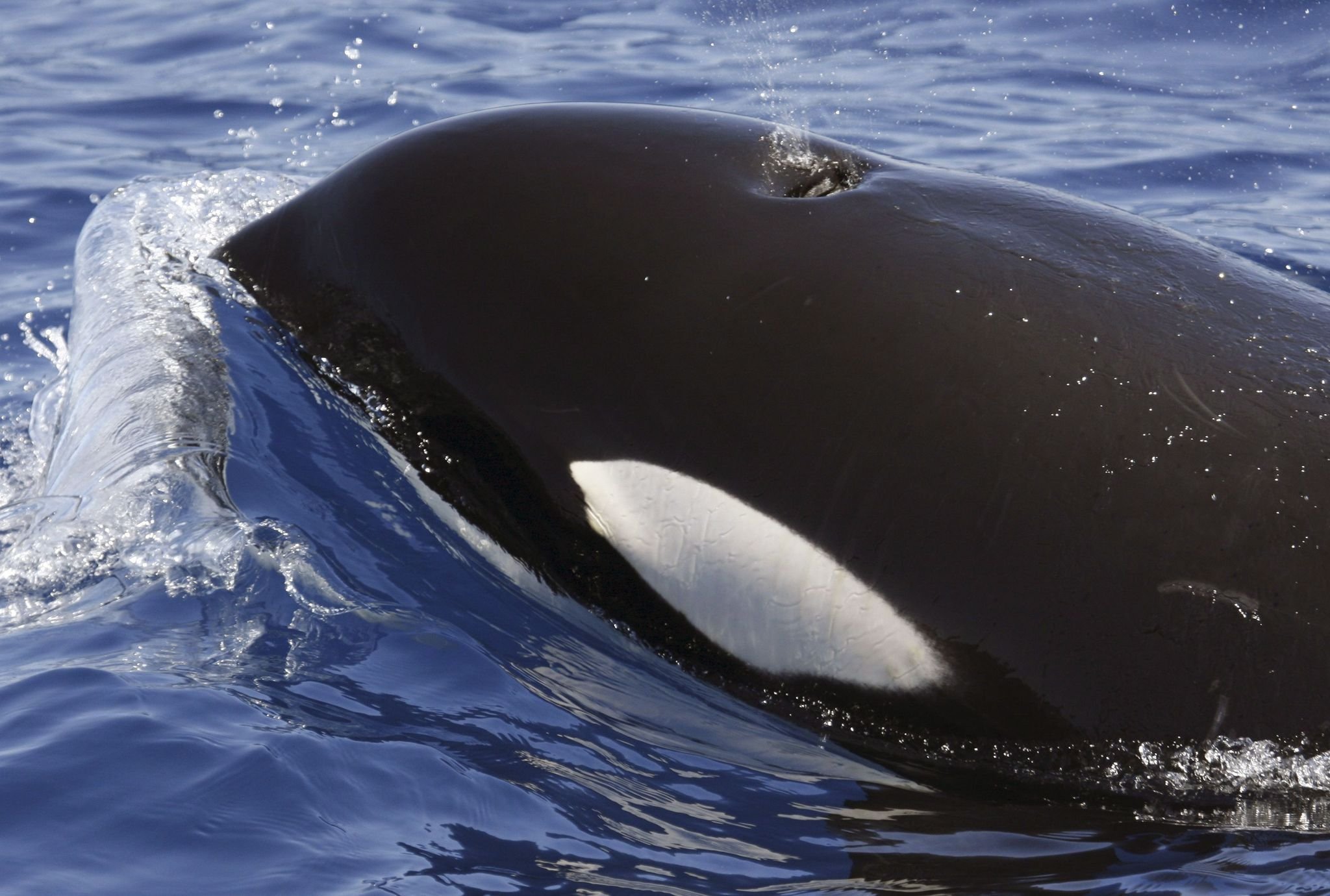 Mysteriöse Orca–Attacken versetzen Segler in Angst