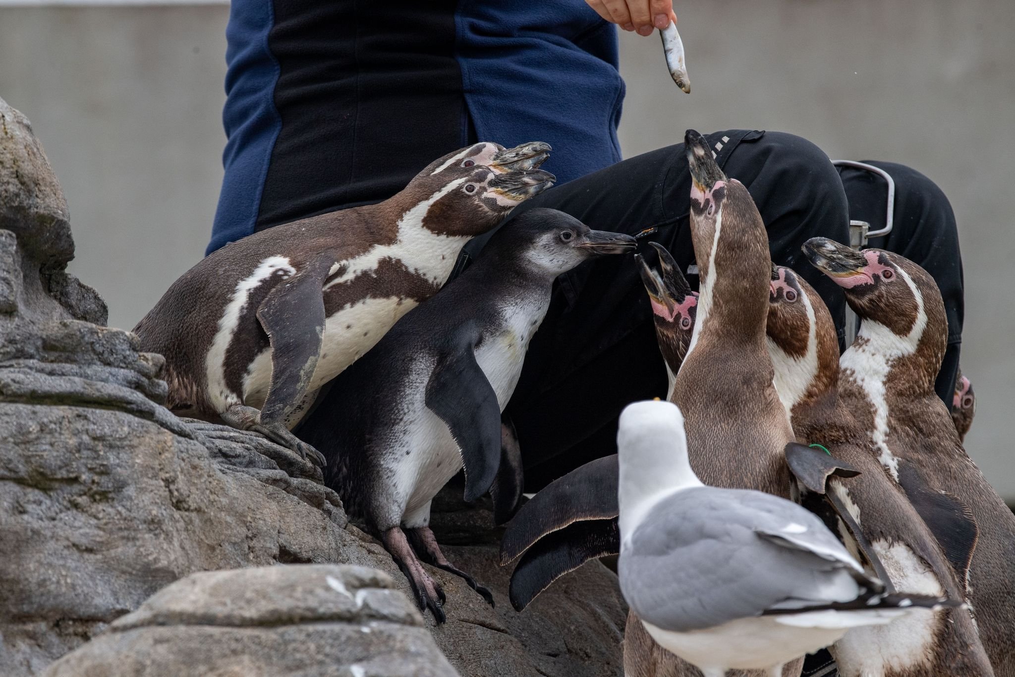 Pinguin–Nachwuchs über den Dächern Stralsunds