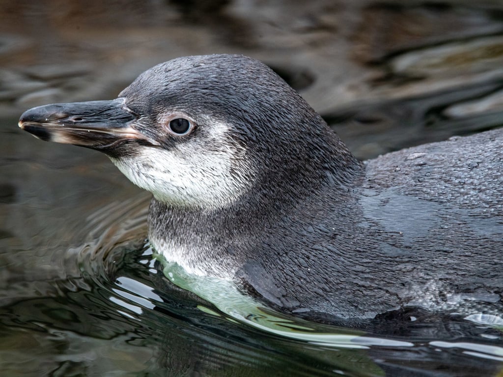 Neuester Pinguin–Nachwuchs schwimmt über Stralsunds Dächern