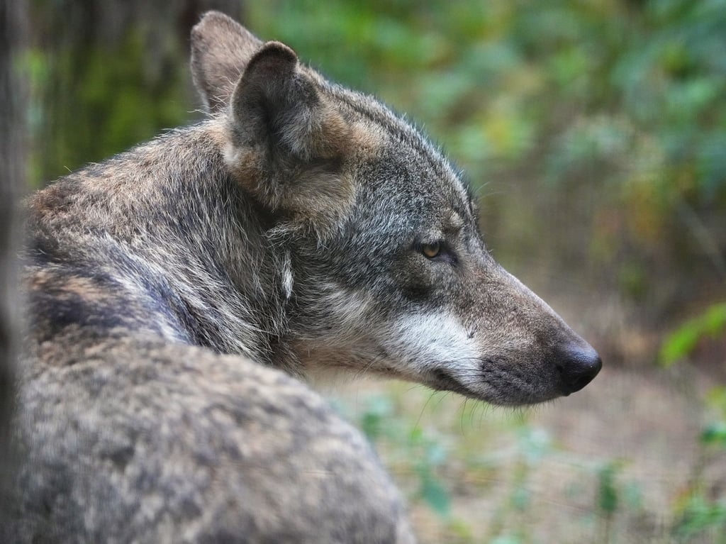 Drei Wolfsrudel bestätigt: Hier leben sie
