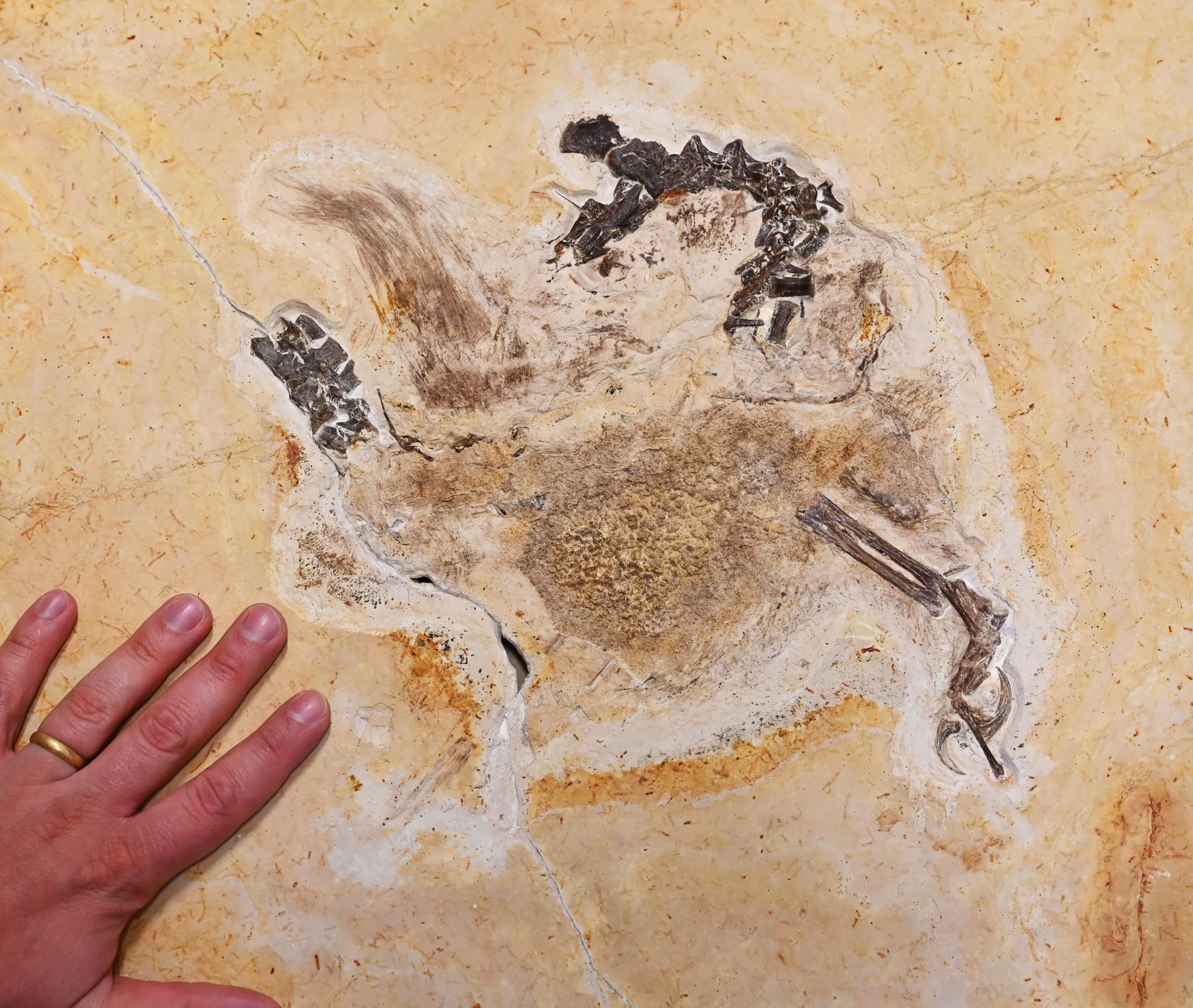 Dino–Fossil aus Karlsruhe zurück in Brasilien