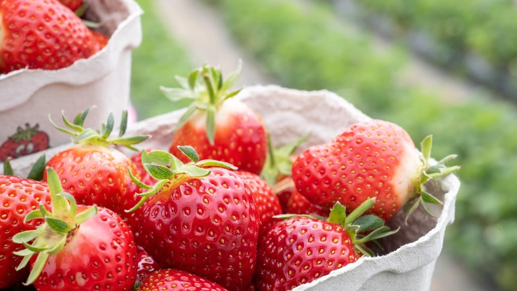 Panik-Mache um Pestizide in Erdbeeren? Warn-Meldung wirft Fragen auf