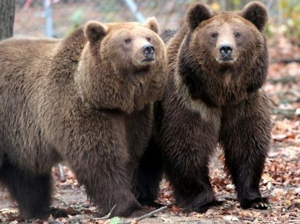 Ukrainische Braunbären kommen an die Müritz