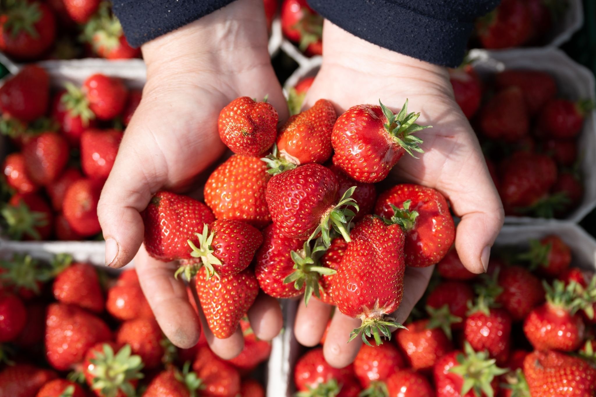 Discounter setzen trotz Kritik auf spanische Erdbeeren
