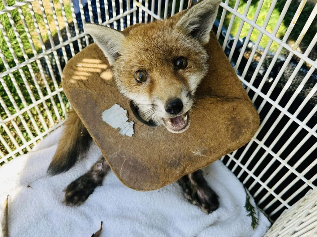 Fuchsjunges nach drei Wochen von Müll um Hals befreit