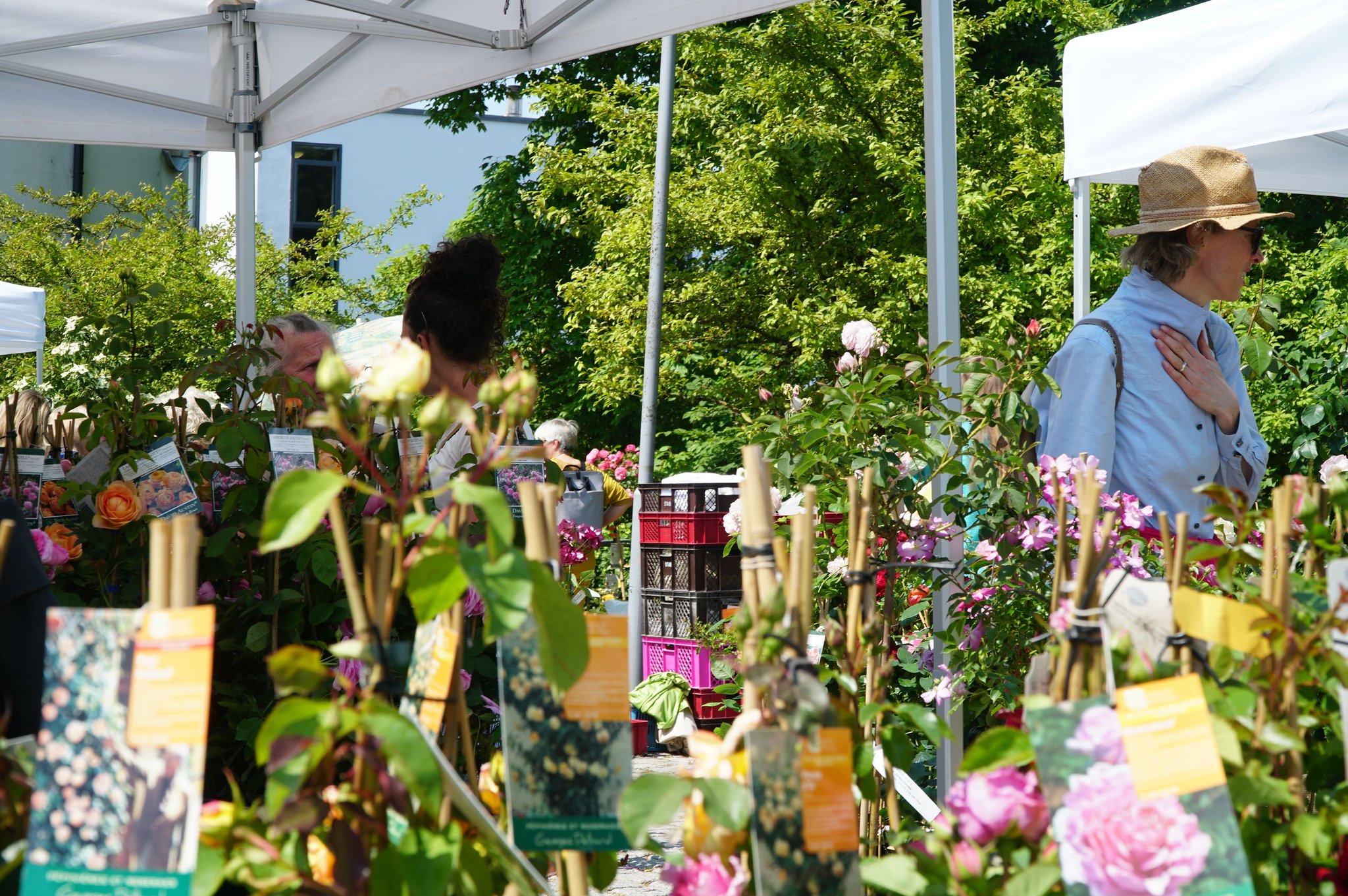 8500 Gartenfreunde besuchen Rosenmarkt Laupheim