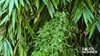 Bambus pflanzen: Die optimale Pflanzzeit und wertvolle Tipps