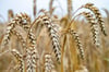 Nasses Getreide – Bauern an der Müritz sorgen sich um die Ernte